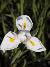 Dietes iridioides 