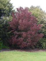 Dodonaea viscosa 'Purpurea'