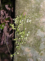 Dysoxylum spectabile 