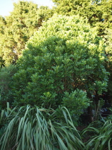 Dysoxylum spectabile 