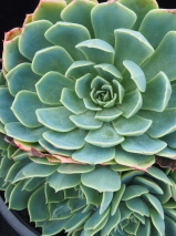 Echeveria  