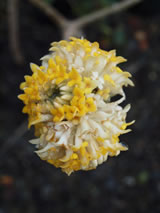Edgeworthia papyrifera 