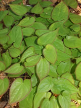 Epimedium x versicolour 'Rubrum'