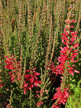 Erica  'Aurora'