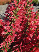 Erica  'Aurora'