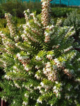 Erica erigena 'Gold Lady'