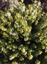 Erica carnea 'Springwood White'