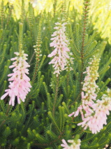 Erica  'Think Pink'