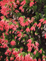 Erica oatseii 'Winter Fire'