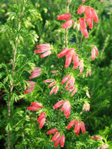 Erica oatseii 'Winter Fire'