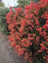 Erica oatseii 'Winter Fire'