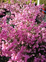 Erica canaliculata 