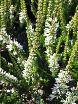 Erica colorans 'White Delight'