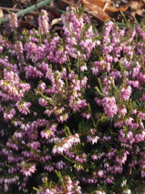 Erica x darleyensis 