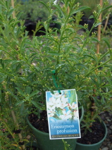 Eriostemon myoporoides 'Profusion'