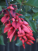 Erythina crista-galli Erythina crista-galli