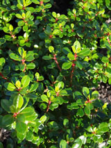 Escallonia  'Newports Red'