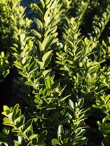 Euonymus fortunei 'Emerald Gem'