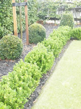 Euonymus fortunei 'Emerald Gem'