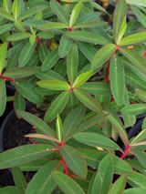 Euphorbia griffithii 'Fireglow'