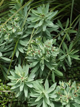 Euphorbia glauca 