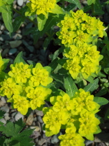 Euphorbia polychroma 