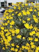 Euryops pectinatus 