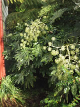 Fatsia japonica 