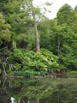 Fatsia japonica 