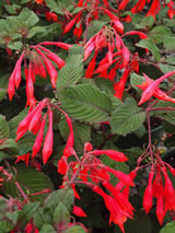 Fuchsia triphylla 'Gartenmeister Bonstedt'