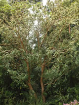 Fuchsia excorticata 