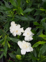 Gardenia augusta 'Radicans'