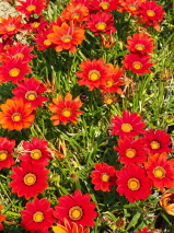 Gazania  'New day red shades'