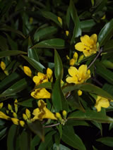 Gelsemium sempervirens 