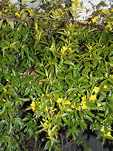 Gelsemium sempervirens 