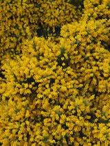 Genista tinctoria 'Yellow Imp'