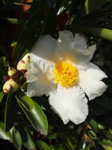 Gordonia axillaris 