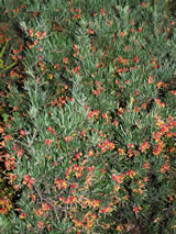 Grevillea  'Bonnie Prince Charlie'