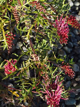 Grevillea  'Bronze Rambler'