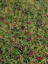 Grevillea  'Bronze Rambler'