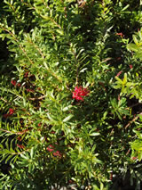 Grevillea thelemanniana ssp obtusifolia 'Gingin gem'