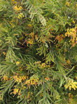 Grevillea  'Gold Rush'