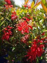 Grevillea  'Lady O'