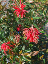 Grevillea  'Lady O'