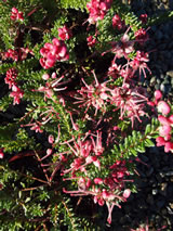 Grevillea lanigera 'Mt Tamboritha'