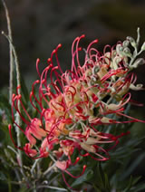 Grevillea  'Ned kelly'