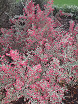 Grevillea lanigera 'Red Cloud'