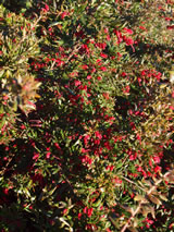 Grevillea  'Red Clusters'