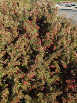 Grevillea  'Red Clusters'