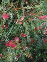 Grevillea hookeriana 'Robin Hood'